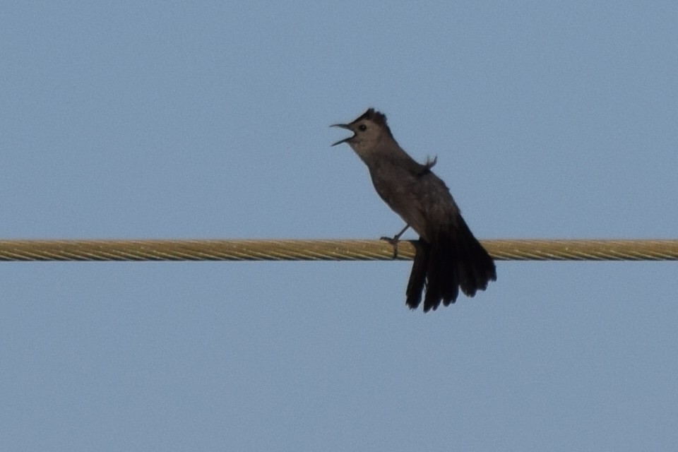 Gray Catbird - Nancy Price