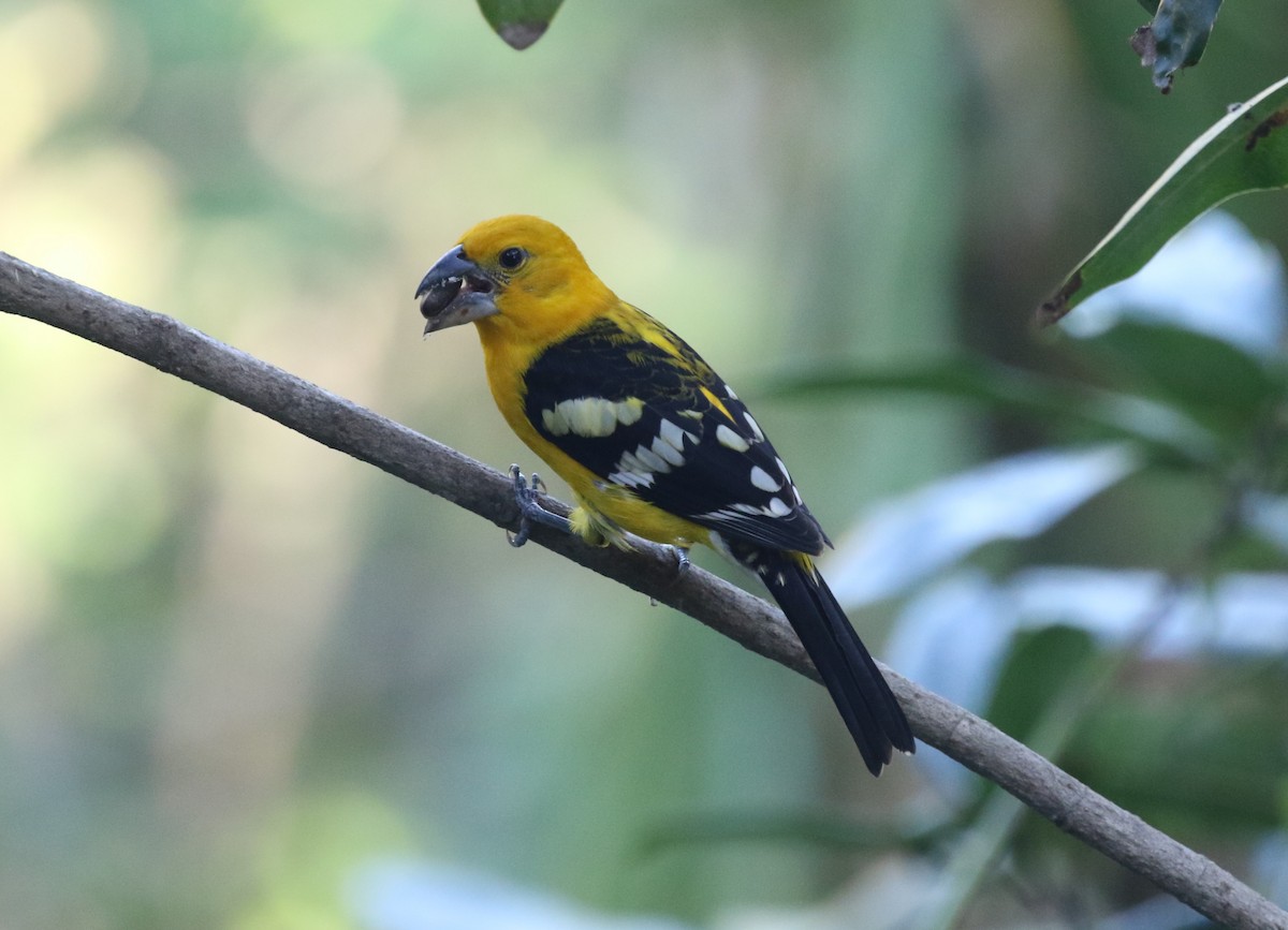 Yellow Grosbeak (Northern) - ML612573290