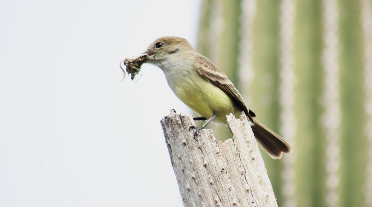 Galapagos Flycatcher - javier lopez