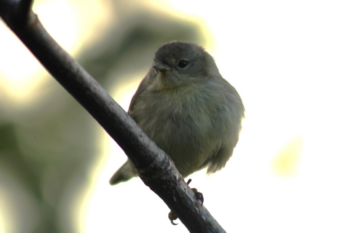 Gray Warbler-Finch - ML612573487