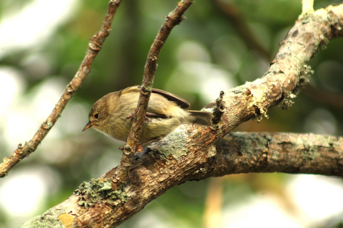 Gray Warbler-Finch - javier lopez