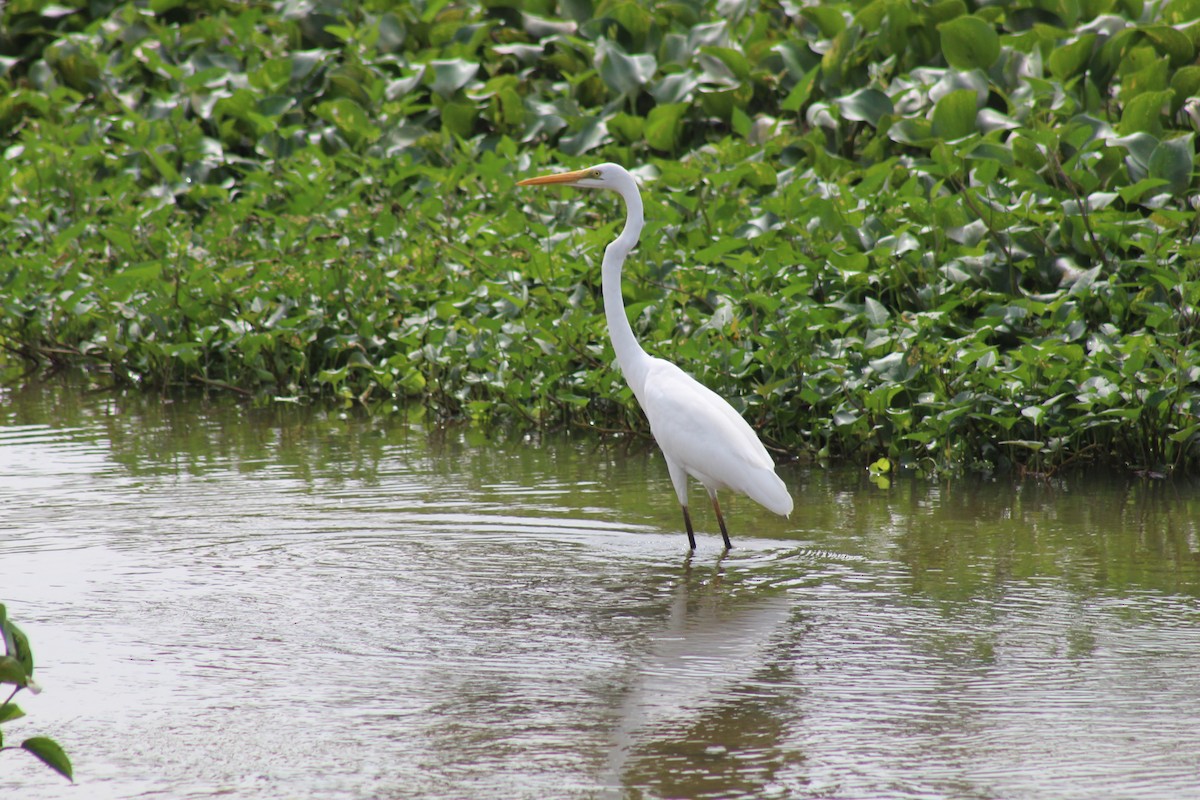 Great Egret - ML612573658