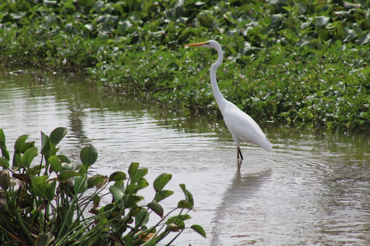 Great Egret - ML612573661