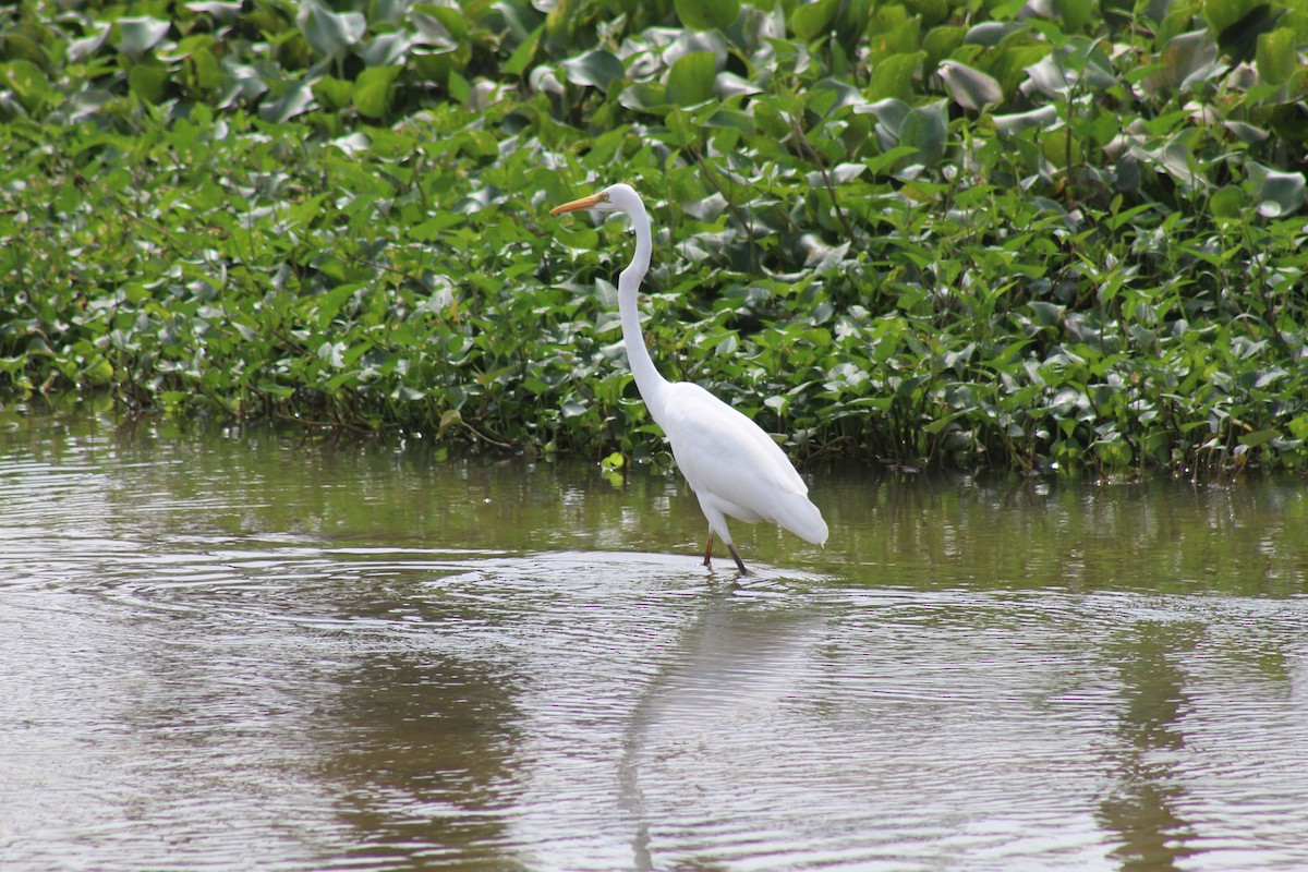 Great Egret - ML612573668