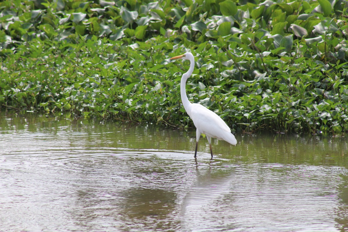 Great Egret - ML612573670