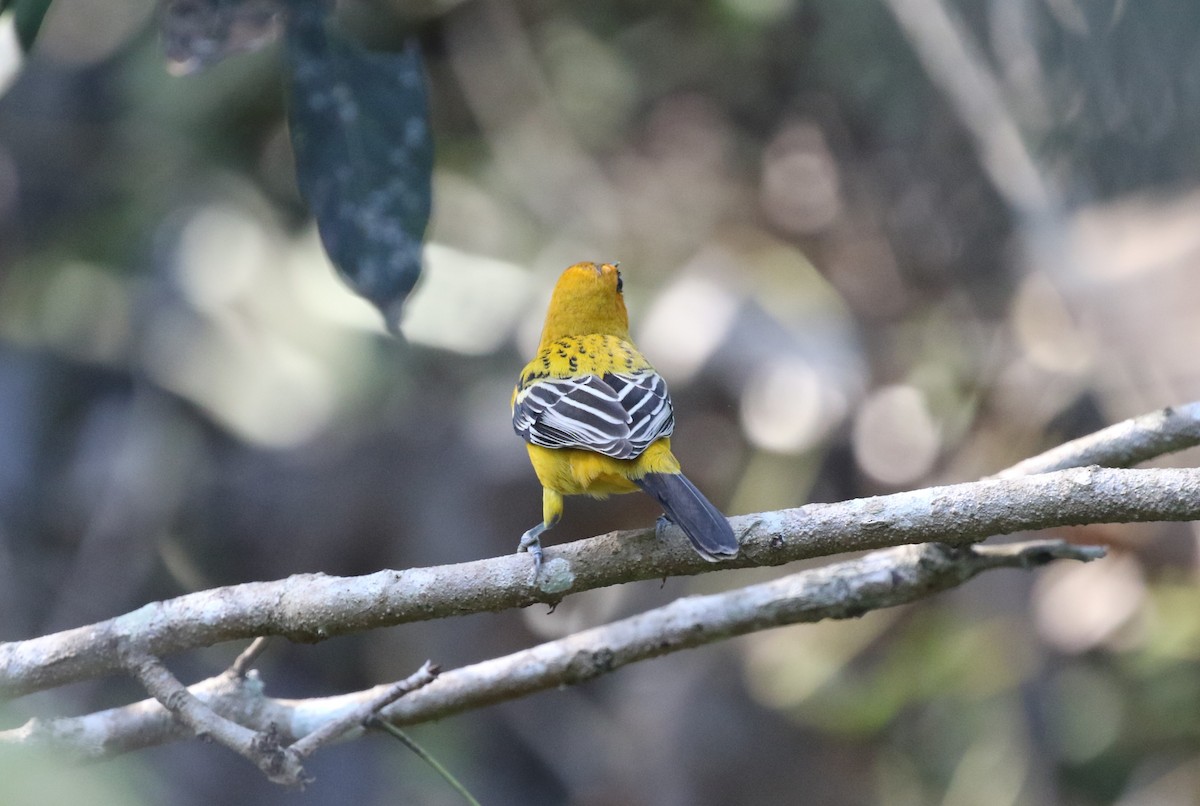 Streak-backed Oriole (West Mexican) - ML612573675