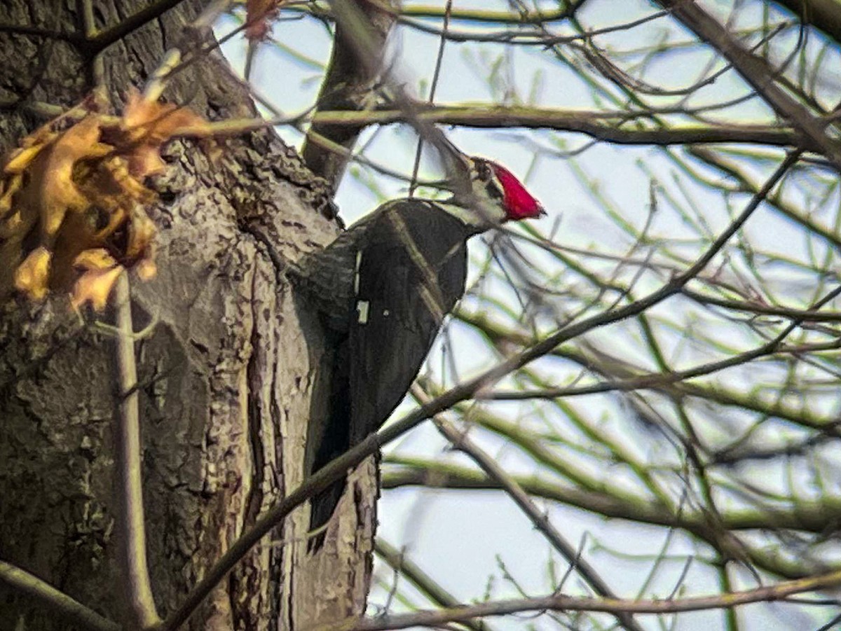 Pileated Woodpecker - Brady Higginbotham