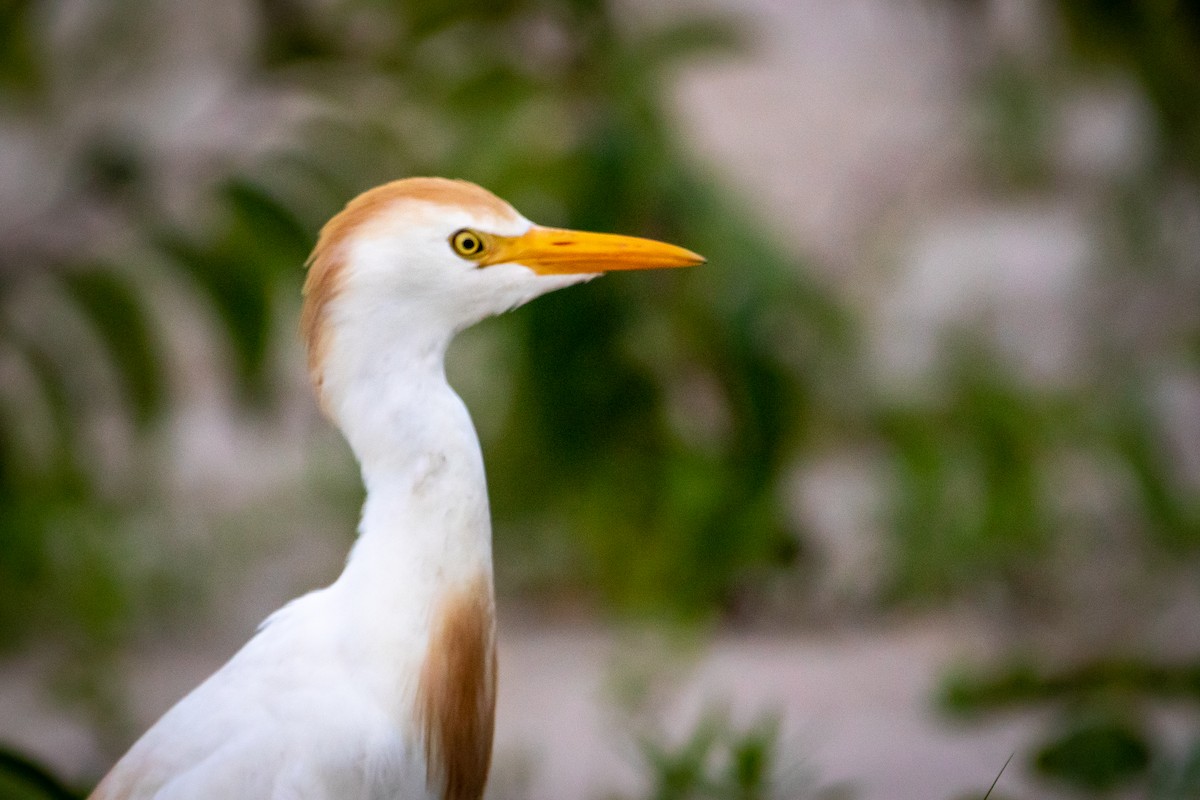 Western Cattle Egret - ML612573759