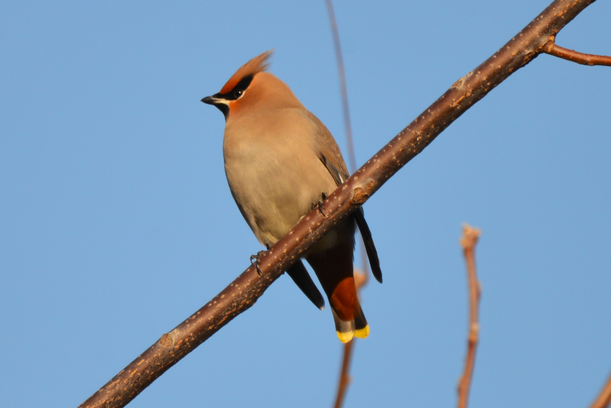 Bohemian Waxwing - ML612573764