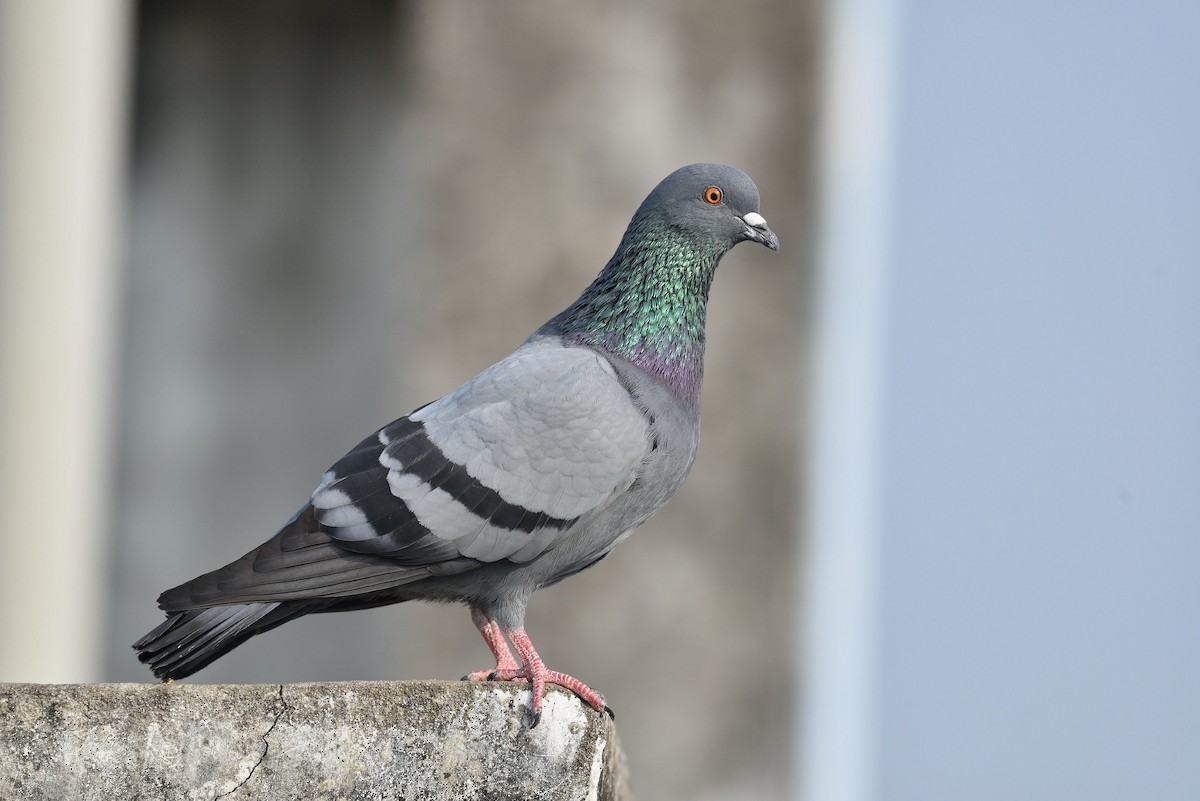 Rock Pigeon (Feral Pigeon) - ML612573782