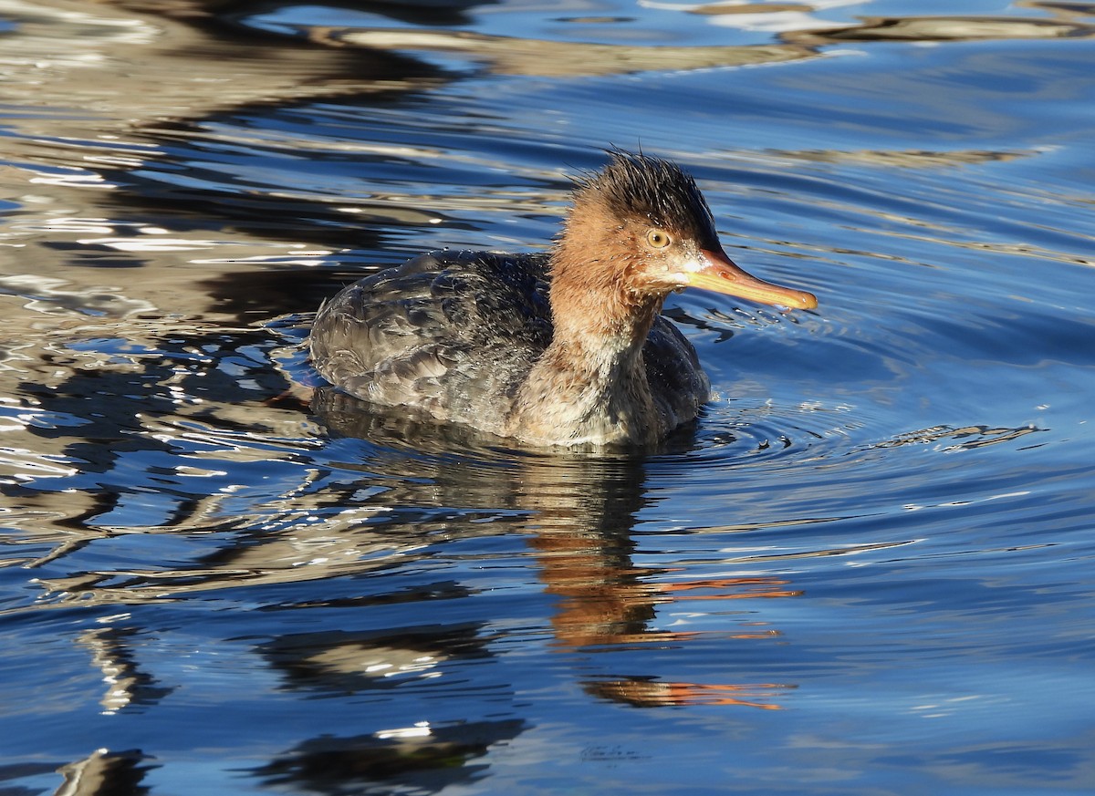 Red-breasted Merganser - Nick Swan