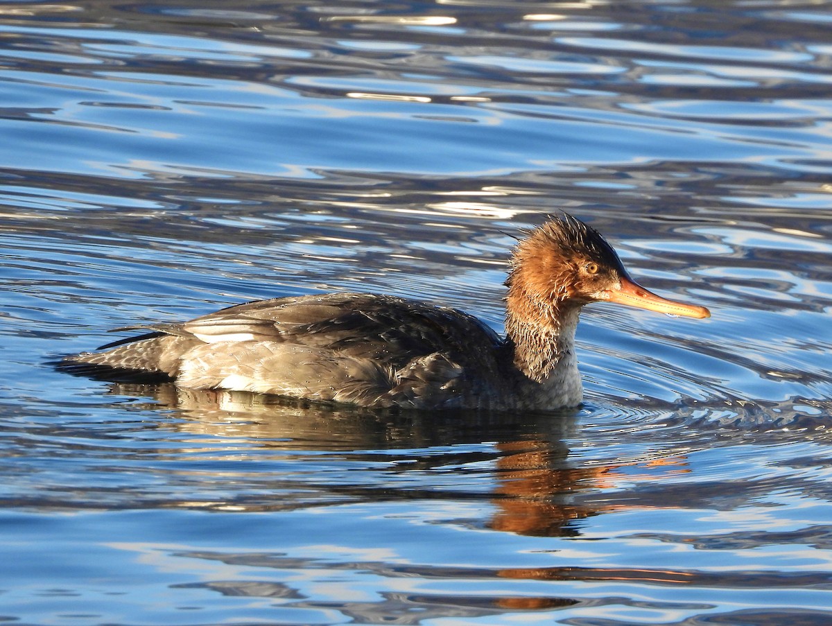 Red-breasted Merganser - ML612573805