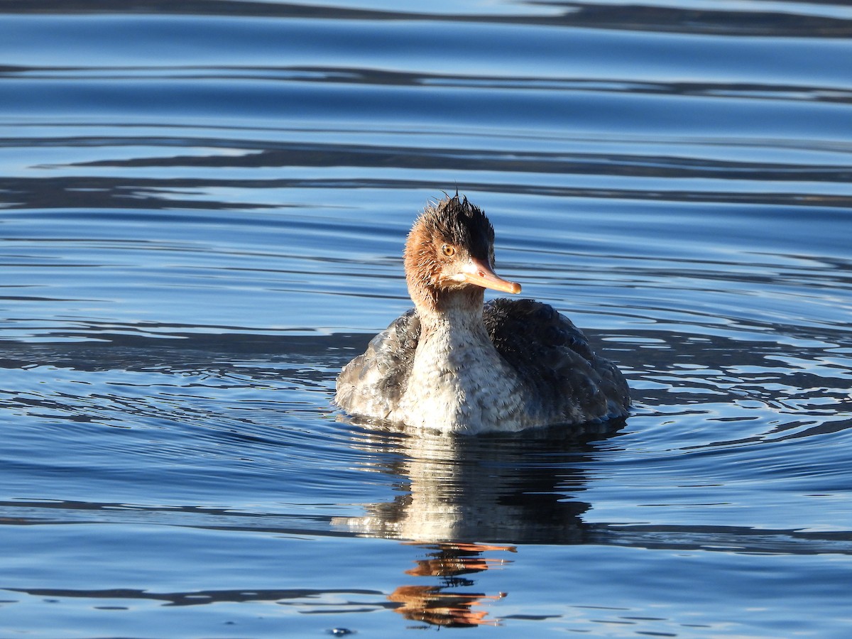 Red-breasted Merganser - ML612573806