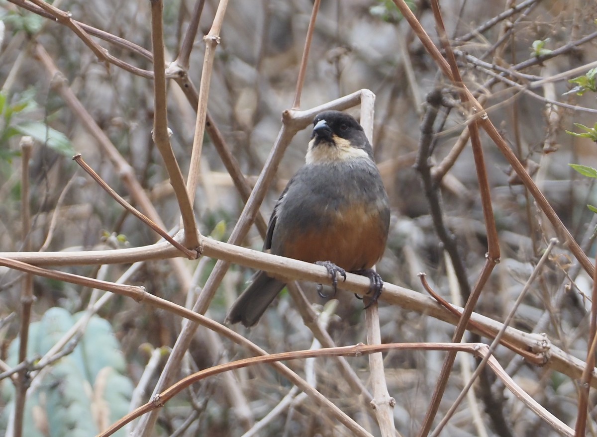 Rusty-bellied Brushfinch - ML612573811