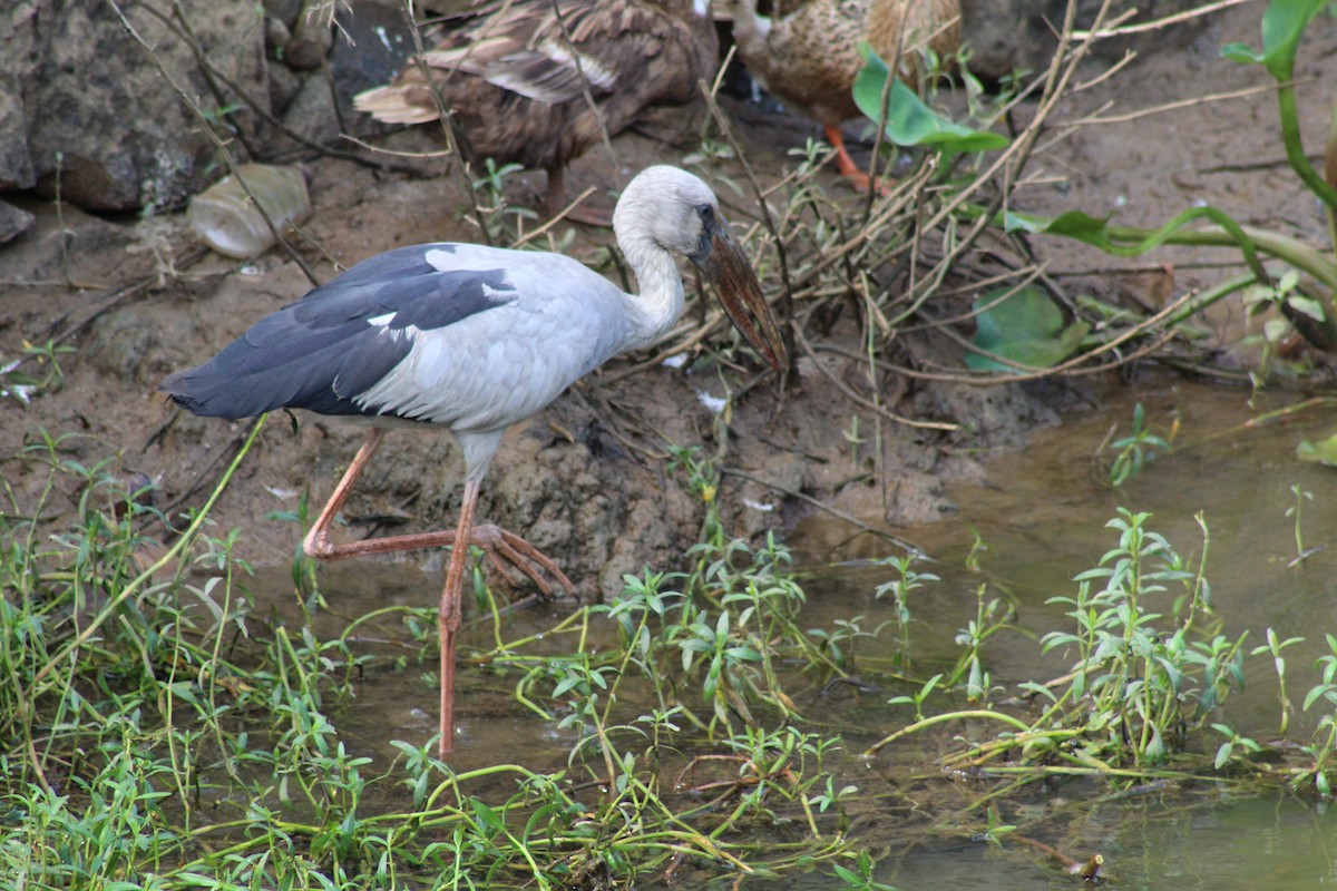 Asian Openbill - ML612573833