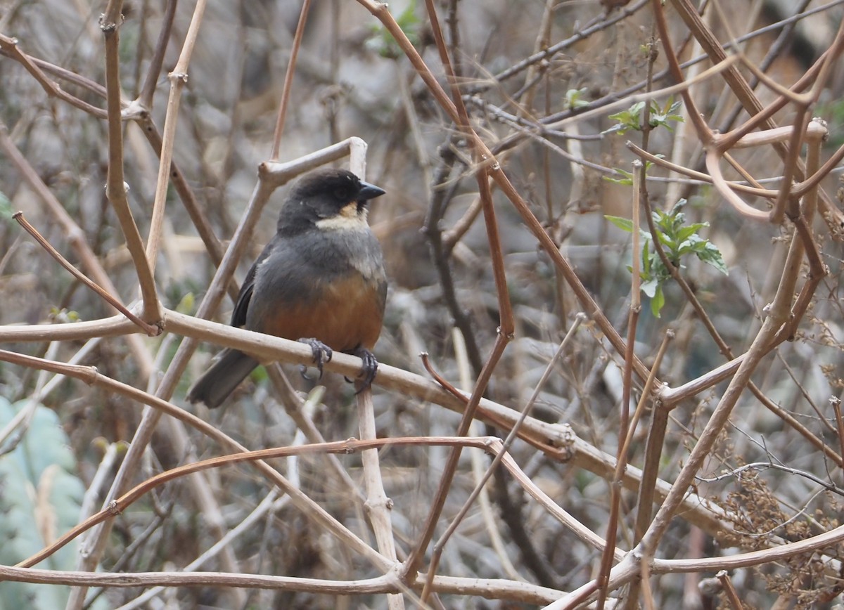 Rusty-bellied Brushfinch - ML612573859