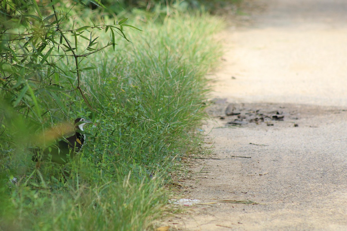 White-breasted Waterhen - ML612573866