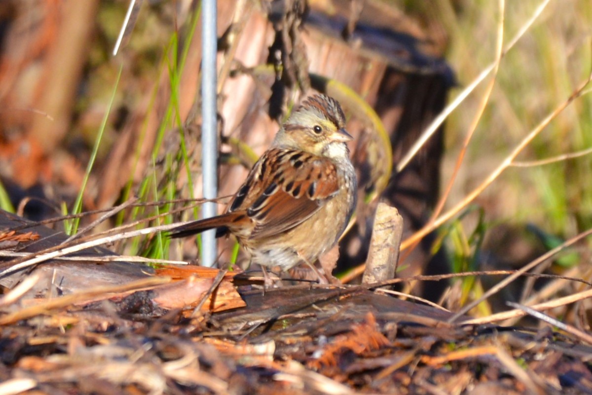 Swamp Sparrow - Henry deJong