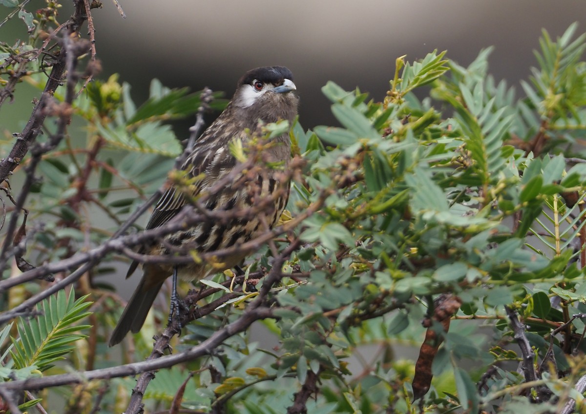 White-cheeked Cotinga - ML612574065