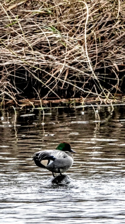 Falcated Duck - ML612574086