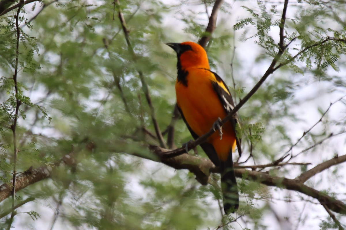 Oriole à gros bec - ML612574091