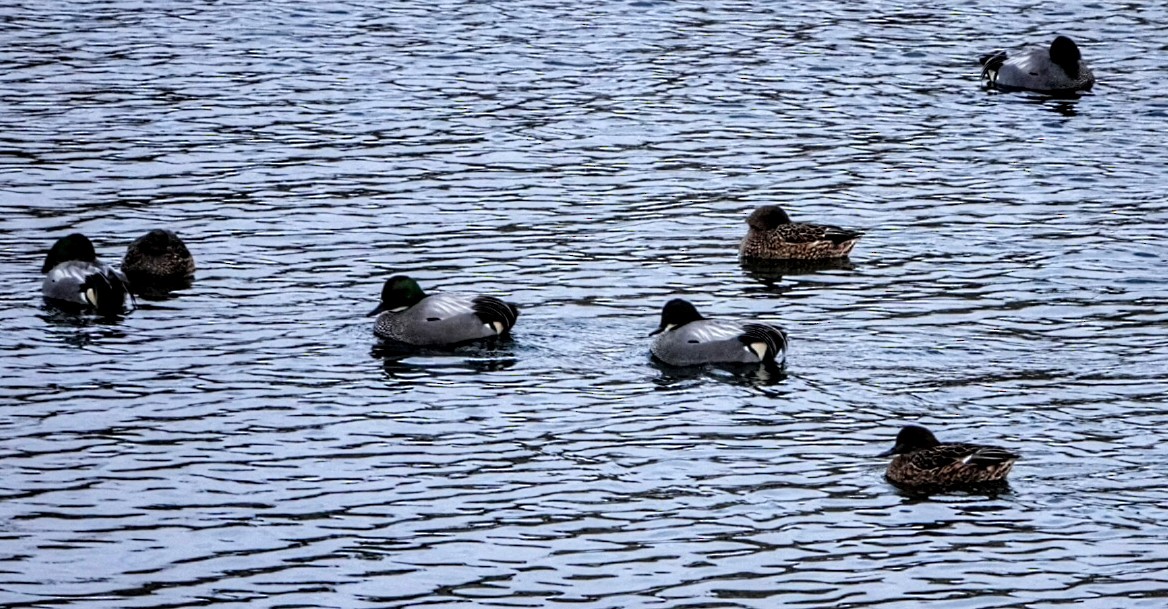 Falcated Duck - Anonymous