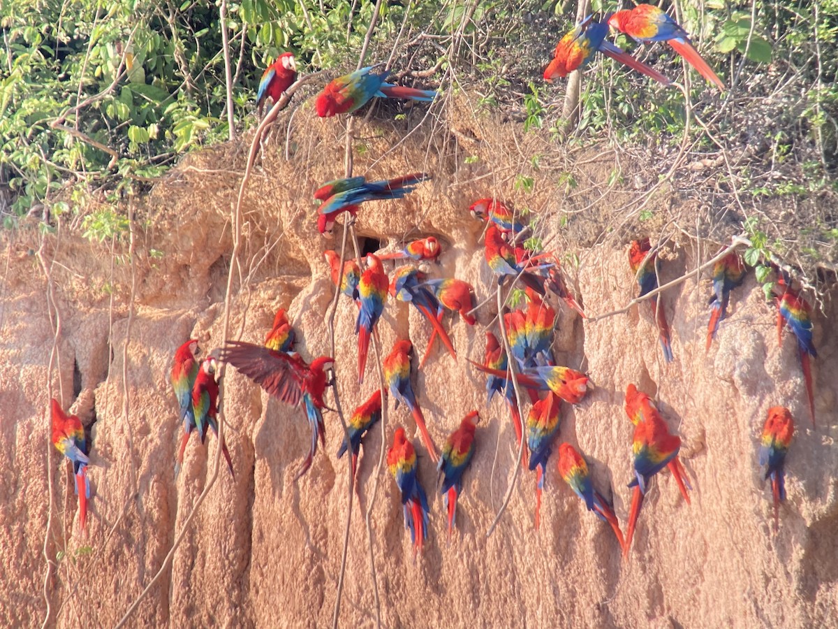 Guacamayo Macao - ML612574128