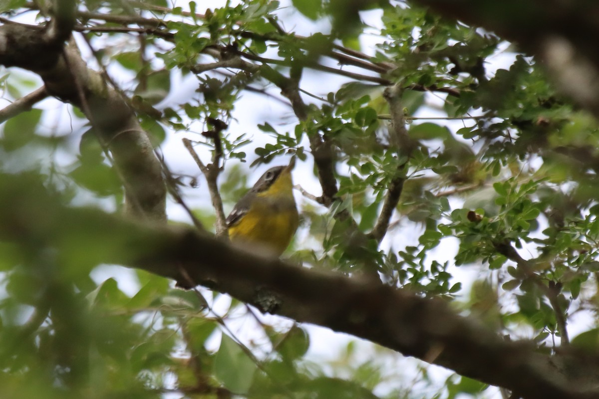 Magnolia Warbler - ML612574146