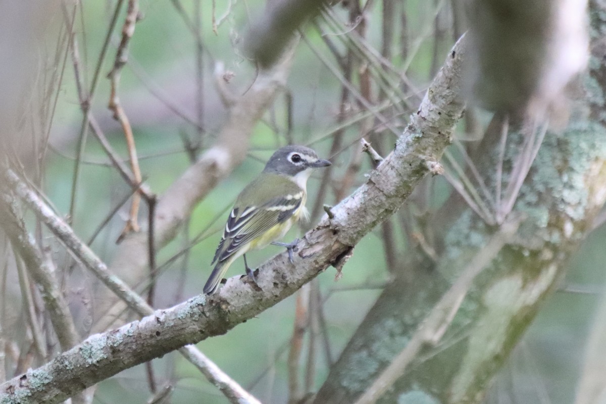 Blue-headed Vireo - John hale