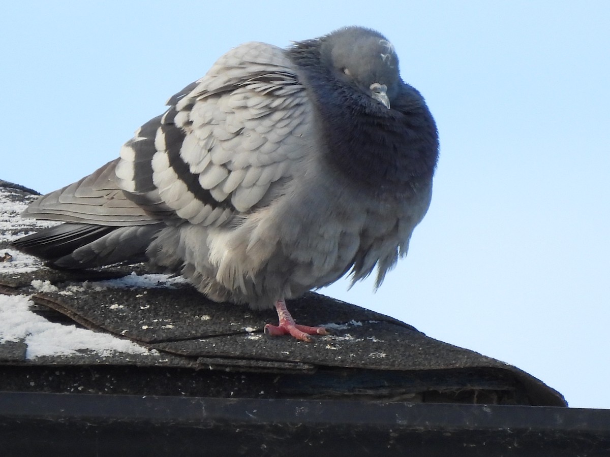 Rock Pigeon (Feral Pigeon) - ML612574180