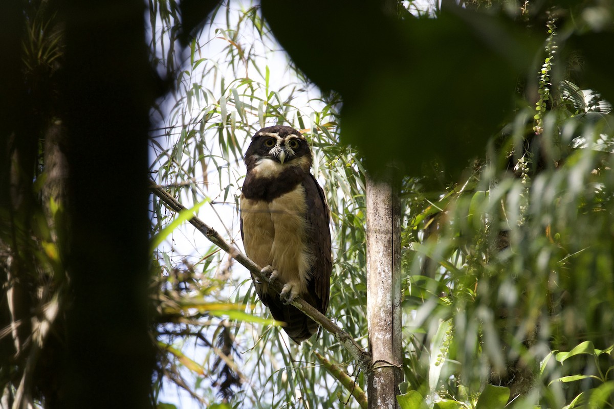 Spectacled Owl - ML612574273