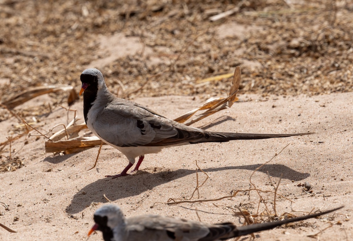 Namaqua Dove - Erik Ostrander