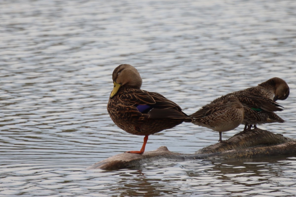 Mottled Duck - ML612574453