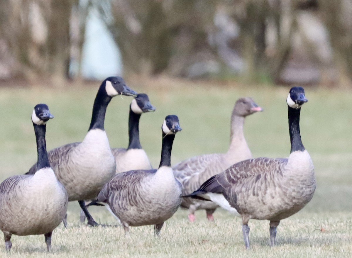 Pink-footed Goose - ML612574455