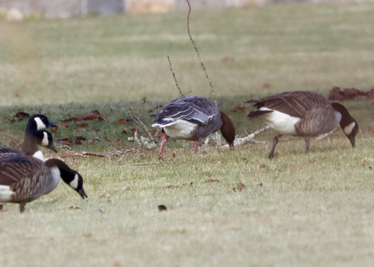 Pink-footed Goose - ML612574456