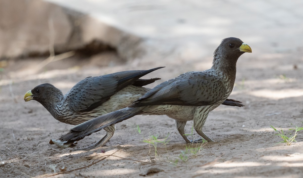 Western Plantain-eater - Erik Ostrander