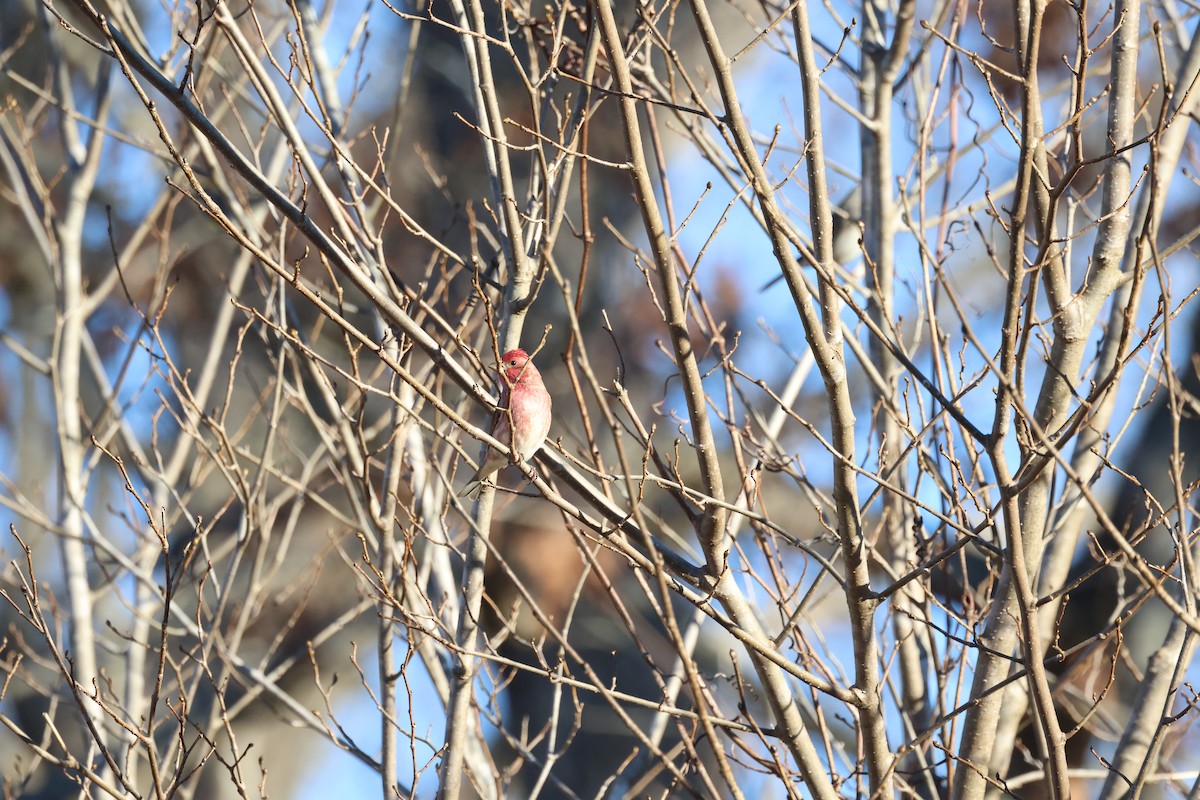 Purple Finch - ML612574556