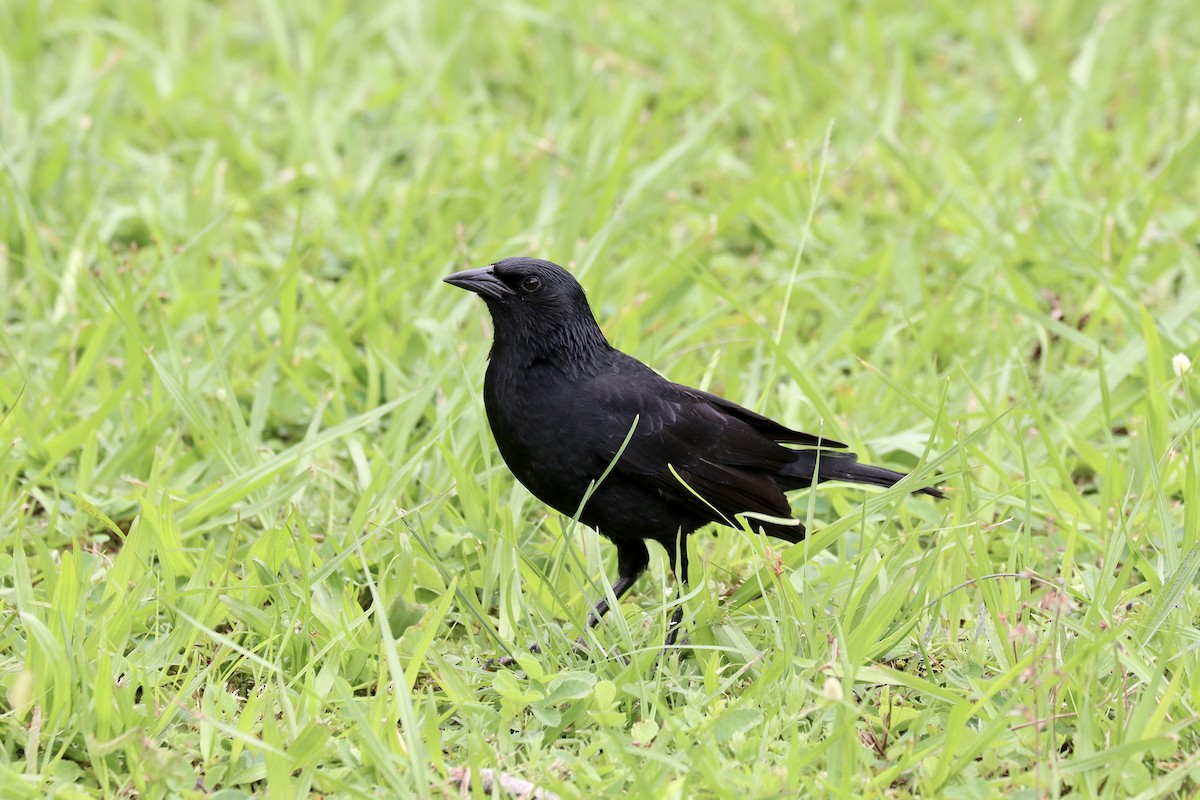 Chopi Blackbird - ML612574582