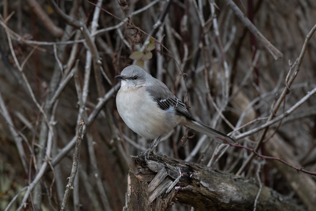 Northern Mockingbird - ML612574620