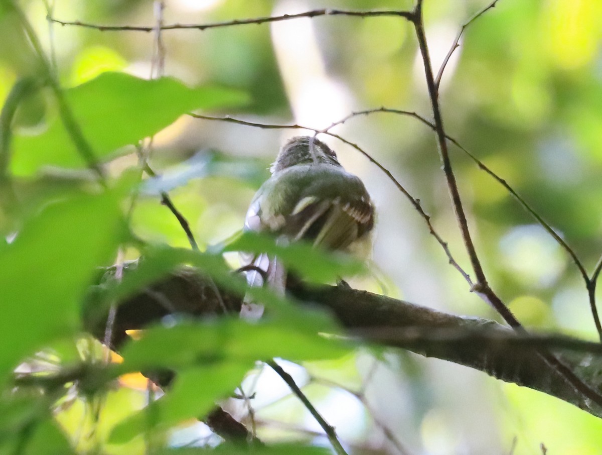 Sepia-capped Flycatcher - ML612574783