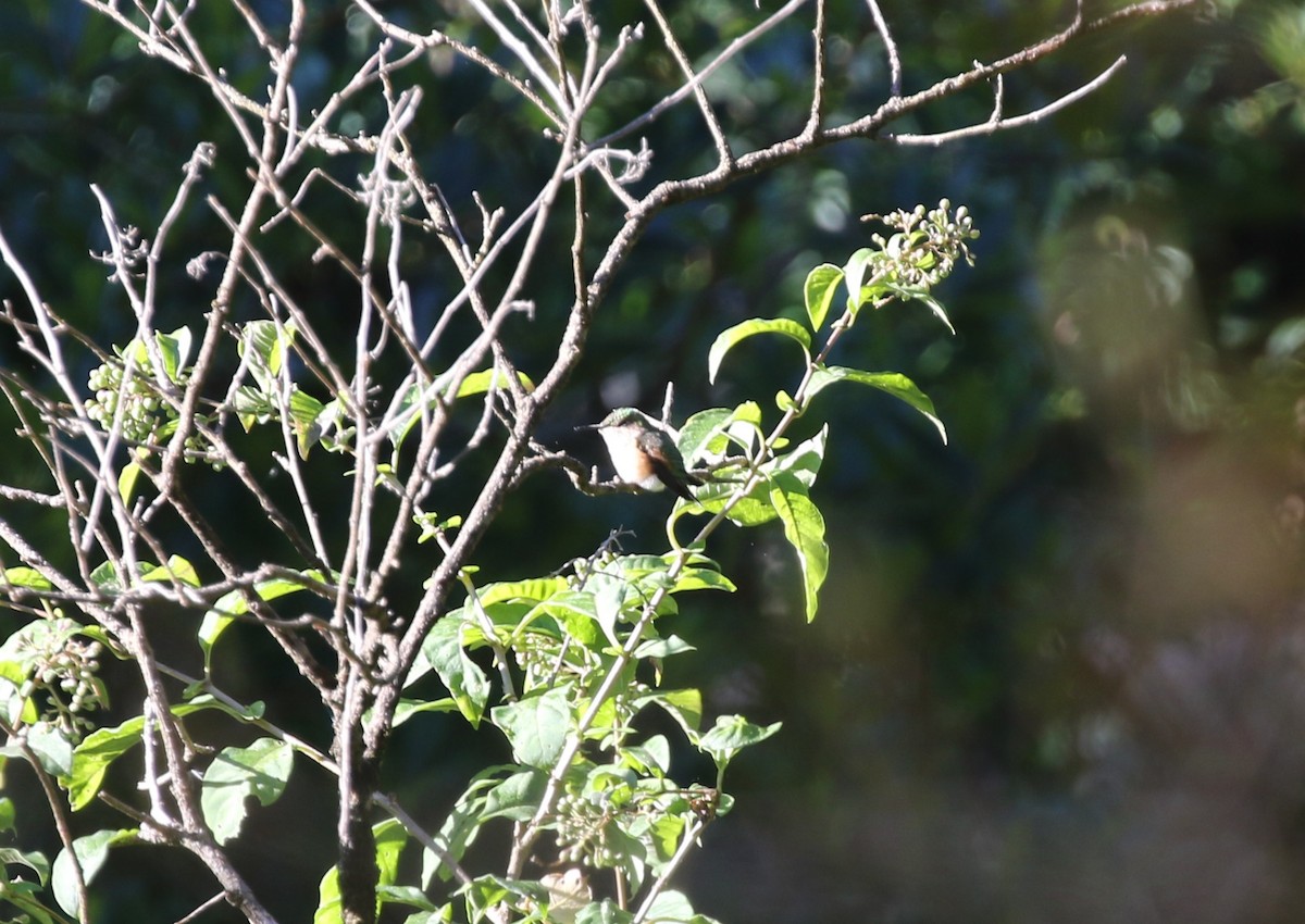 Bumblebee Hummingbird - ML612574809