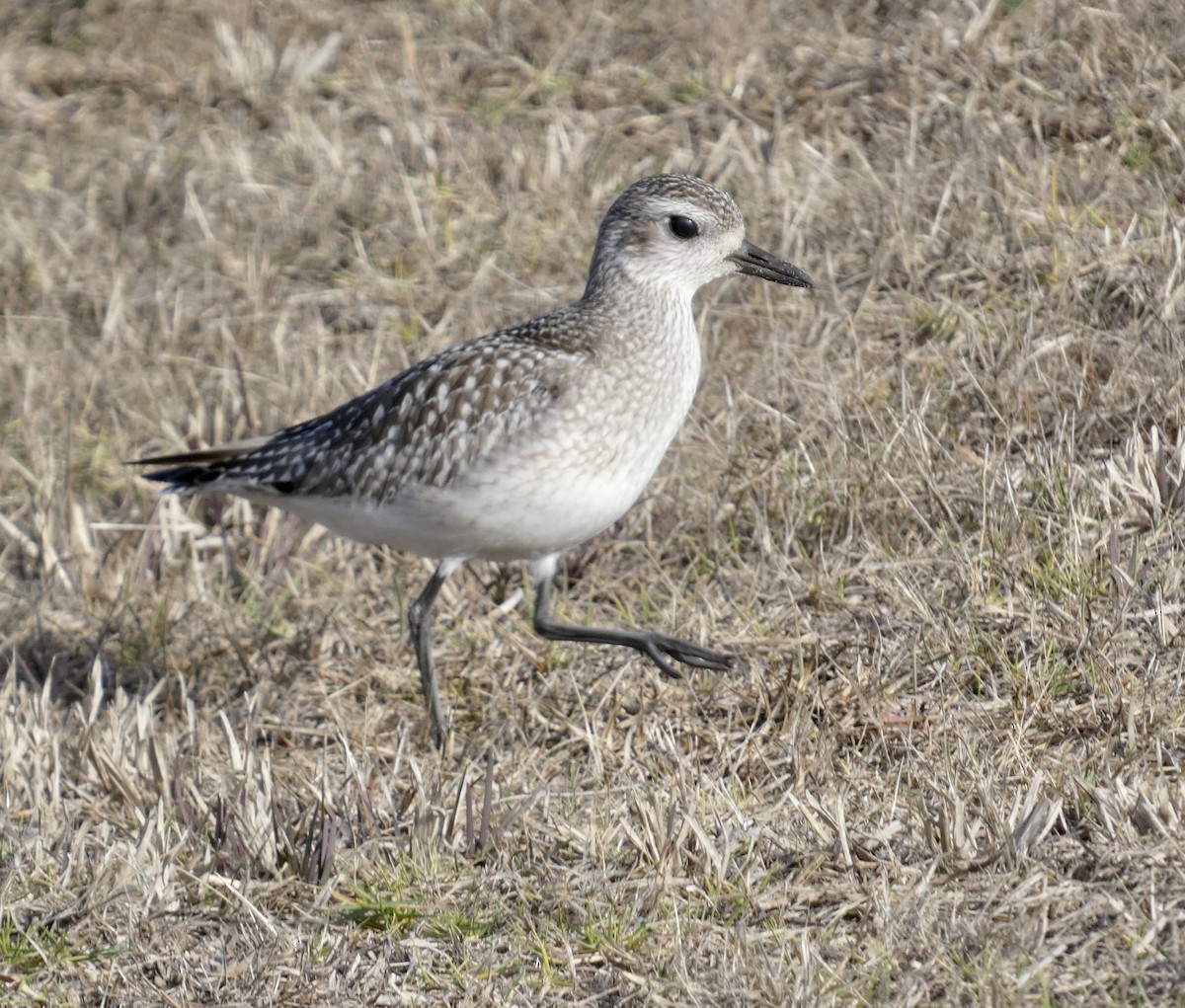 Black-bellied Plover - ML612574812