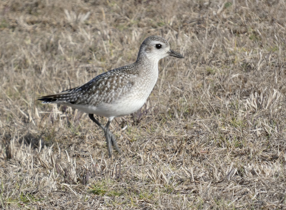 Black-bellied Plover - ML612574814