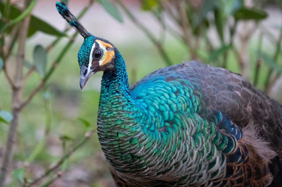 Indian Peafowl - Isaac Boardman