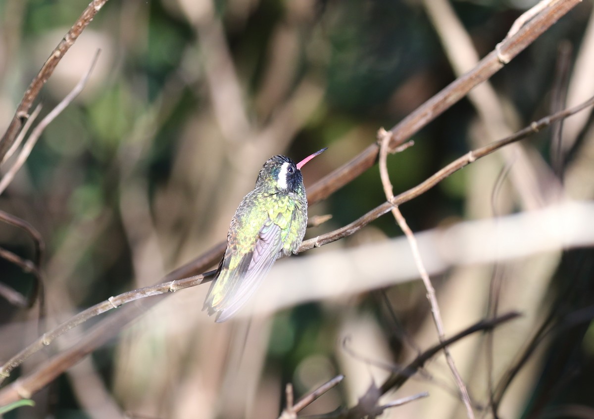 White-eared Hummingbird - ML612574845