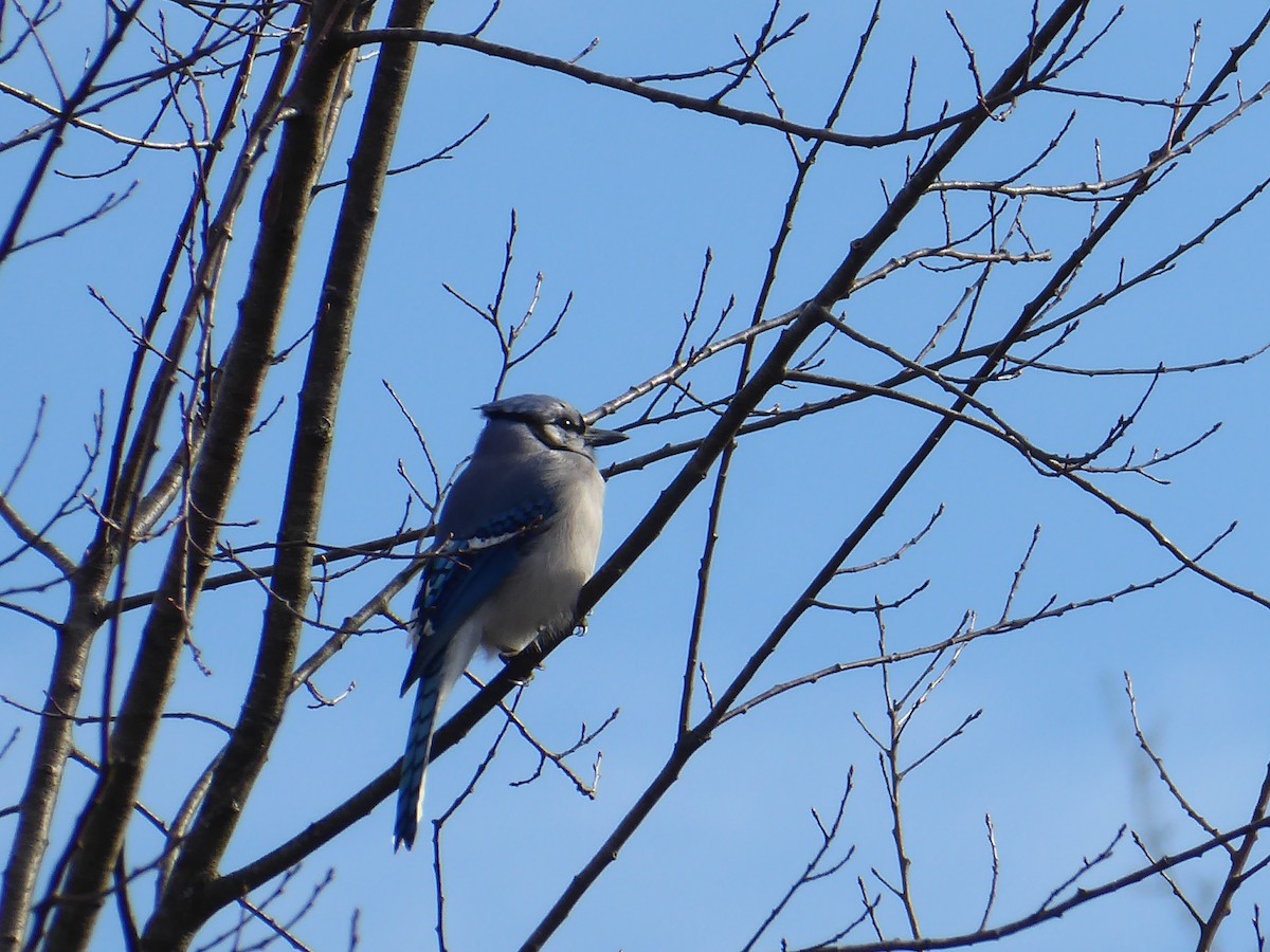 Blue Jay - M. Jordan