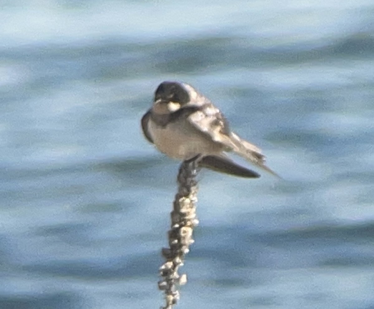 Tree Swallow - ML612574882