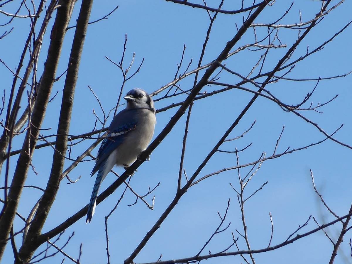 Blue Jay - M. Jordan