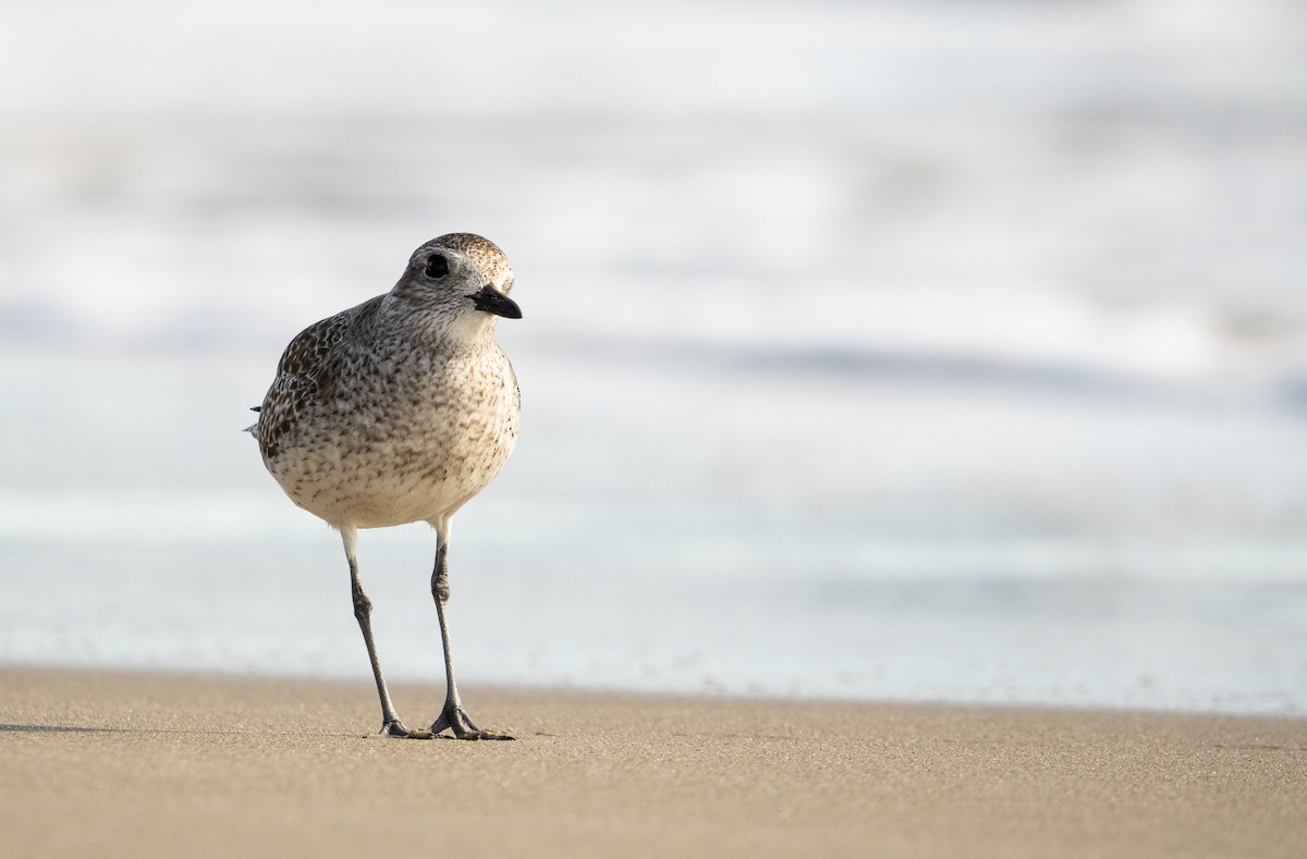 Black-bellied Plover - ML612574906