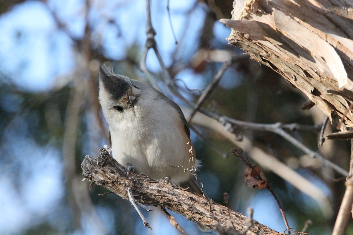 Black-crested Titmouse - ML612574942